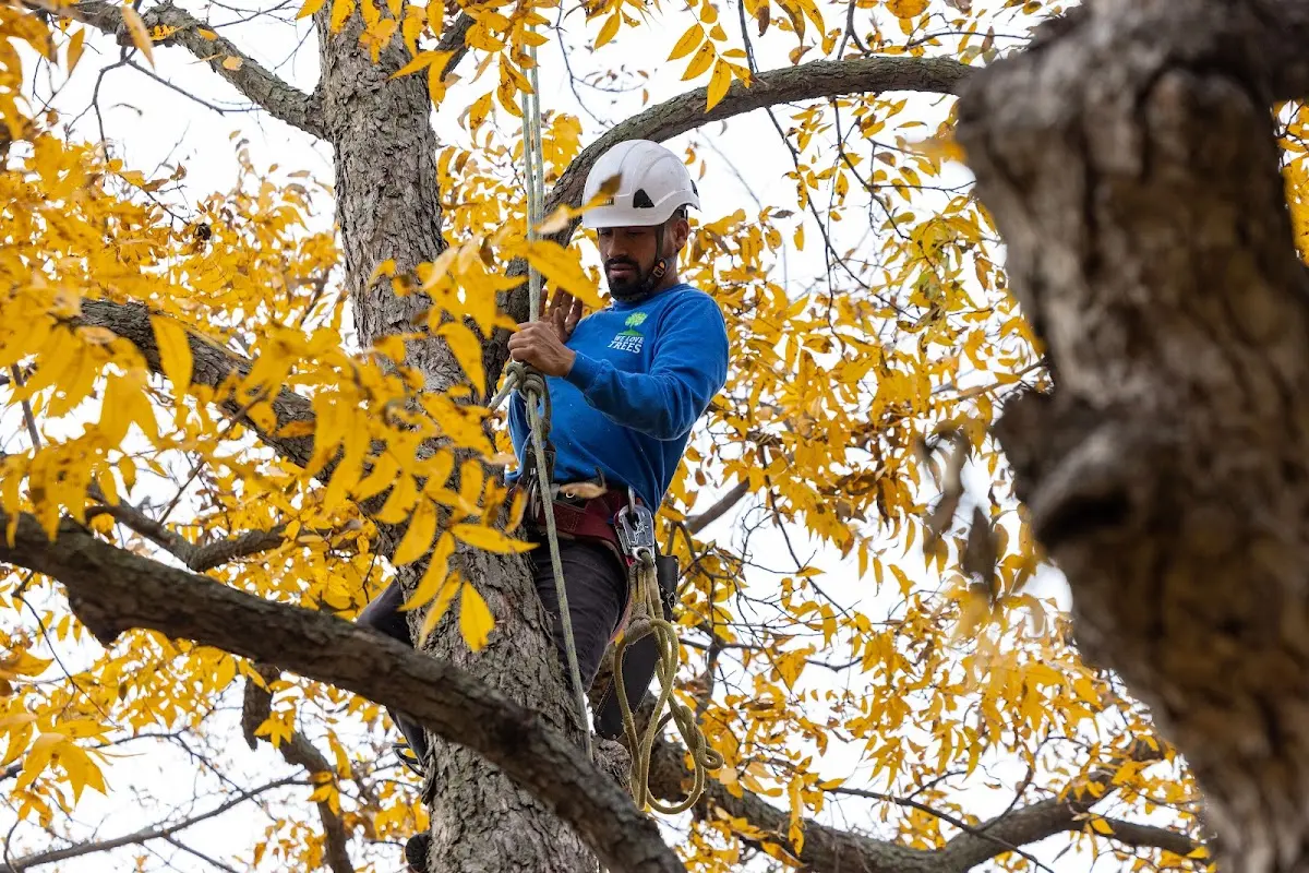 Skilled Tree Trimming crew working in Saint Anthony