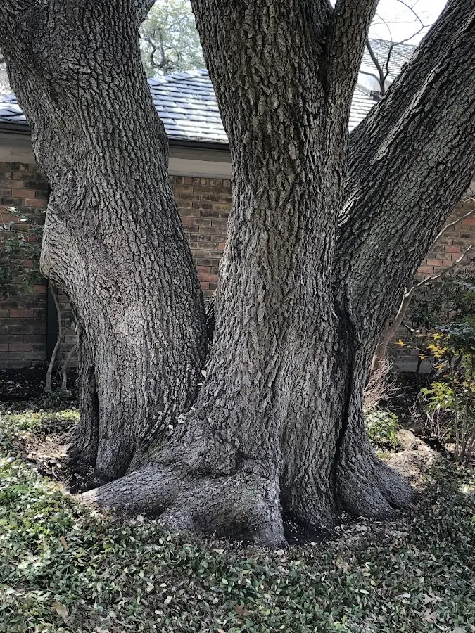 Mature heritage tree close to a Saint Anthony property cared for by certified arborists